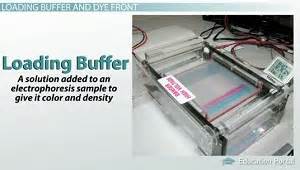 e gel loading buffer|loading buffer gel electrophoresis.